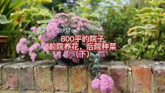 Download Video: 800平的院子前院养花，后院种菜（下）