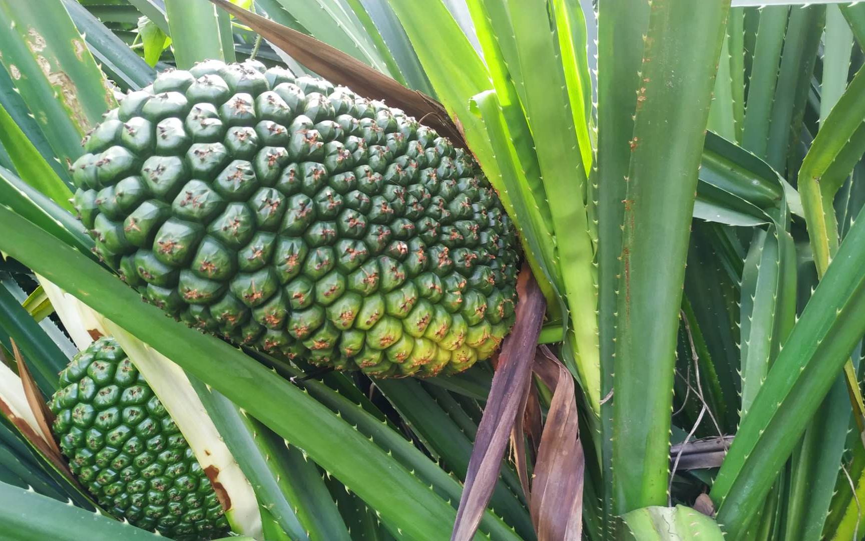 锋利的叶子保护着假菠萝,采收期一定要小心采摘,果实都是带刺的
