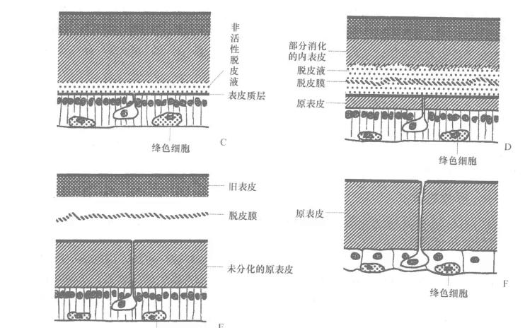 【普通昆虫学】13:蜕皮、体壁通透性、色彩哔哩哔哩bilibili