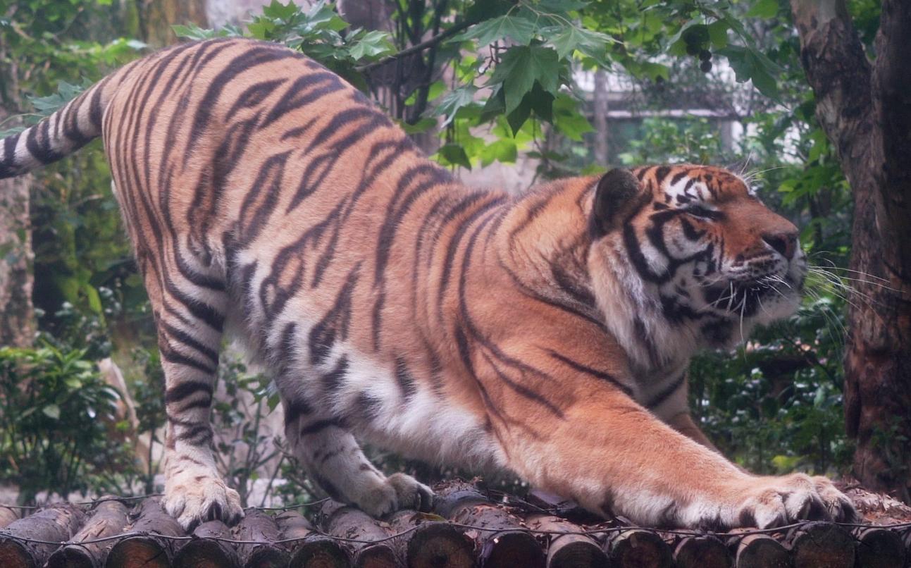 大骨架东北虎伸懒腰