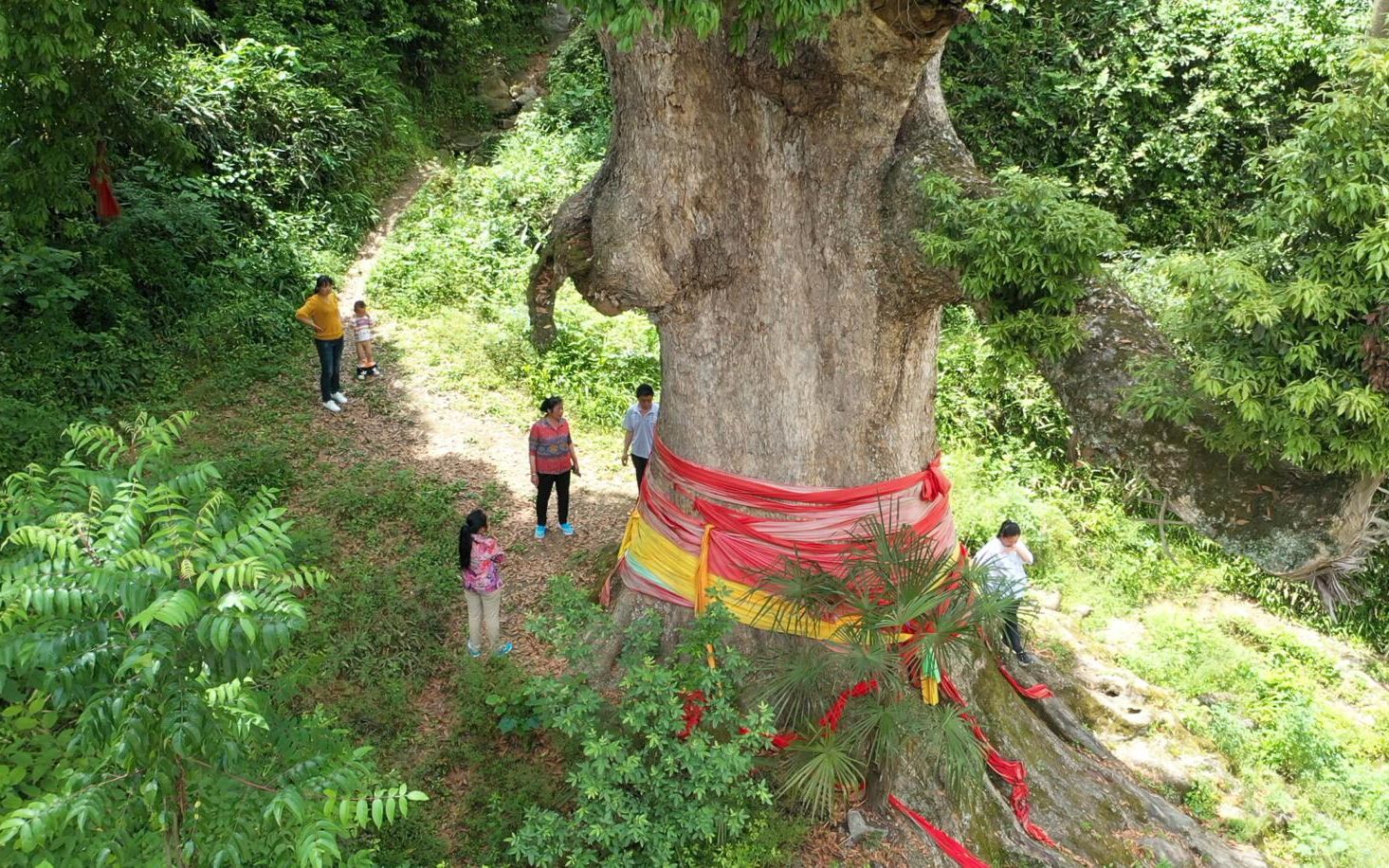 贵州金丝楠木树图片