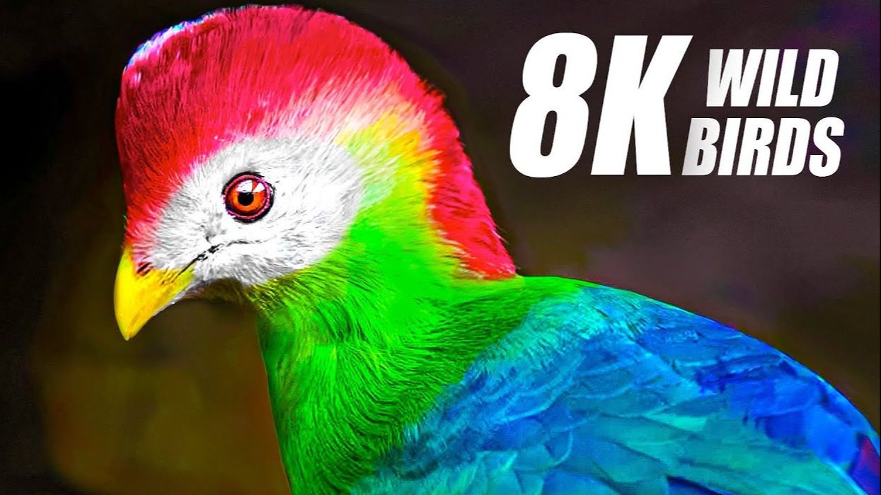 [图]最独家的 8K HDR 60FPS 超高清鸟类系列 The Most Exclusive Birds Collection in 8K HDR 60FPS