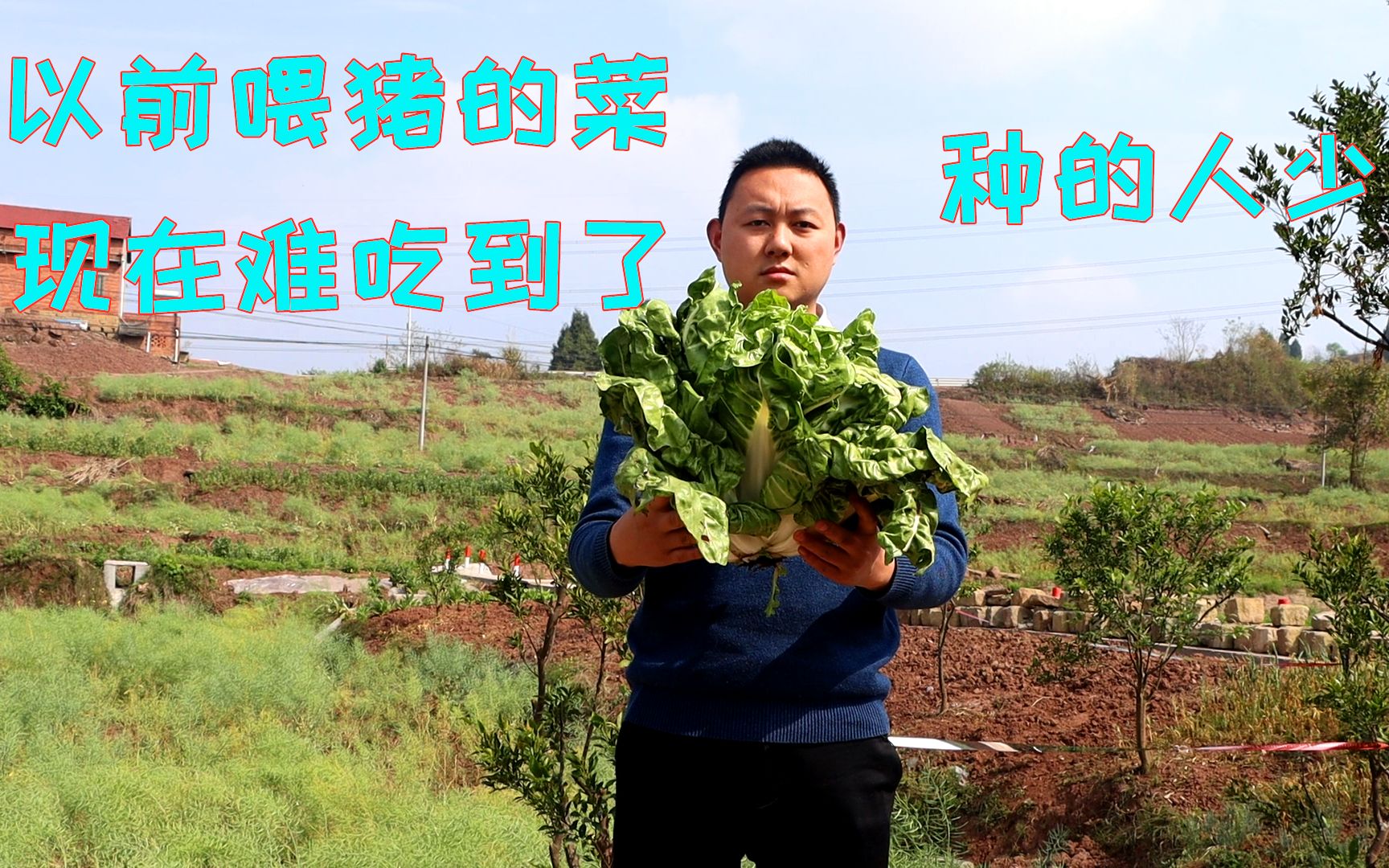 牛皮菜最经典做法,和嫩胡豆搭配简直下饭神器,比回锅肉还要好吃哔哩哔哩bilibili