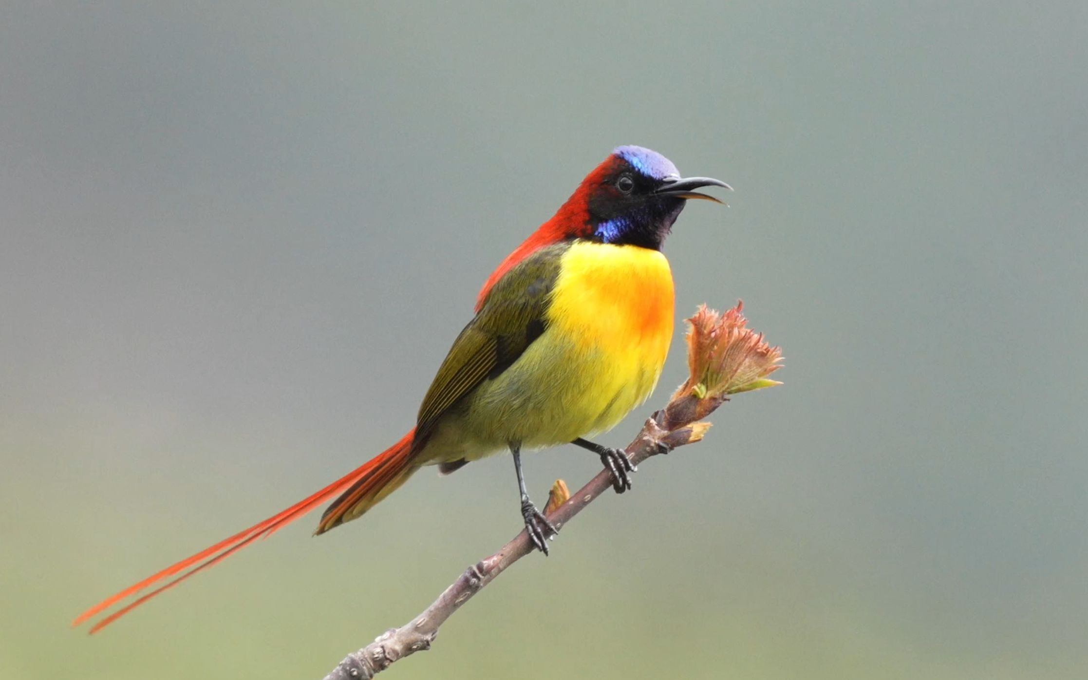 火尾太阳鸟的鸣唱