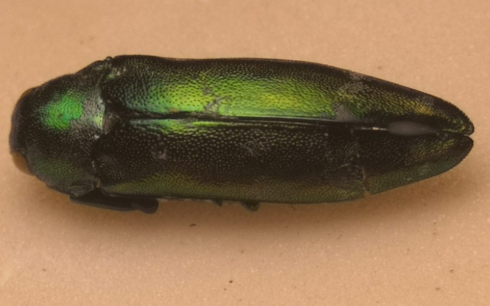 绿纹吉丁 coraebus davidis标本修复操作_哔哩哔哩_bilibili