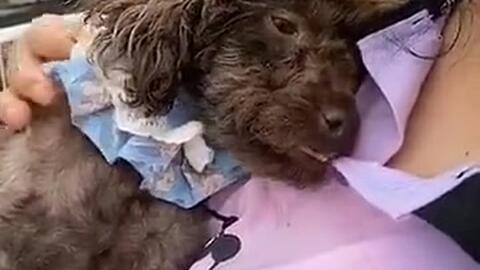 它是一只繁殖犬 残疾后被狠心遗弃 伤心欲 萌物小精灵 哔哩哔哩 Bilibili