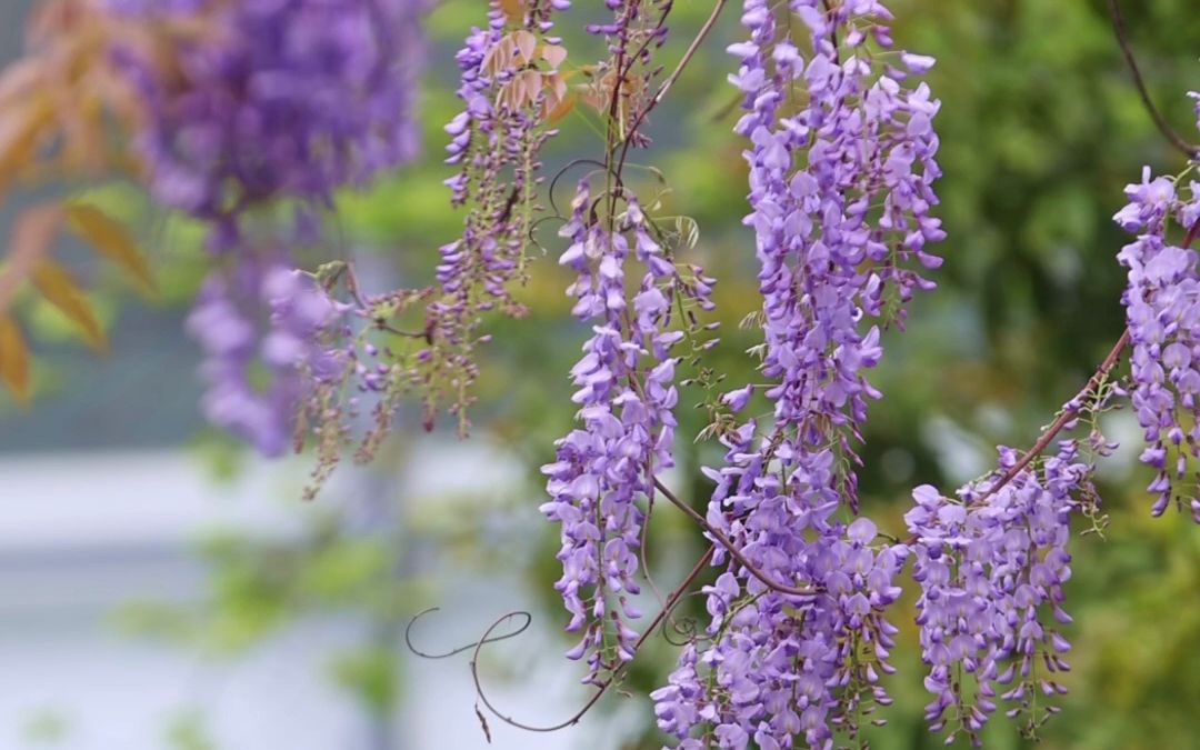 课本里的紫藤萝瀑布,在浙师也能见到啦