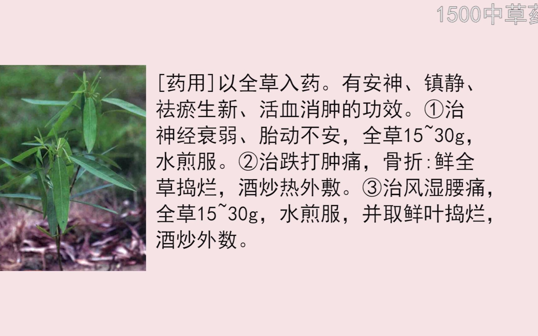 [图]32期1500种中草药野外识别-舞草