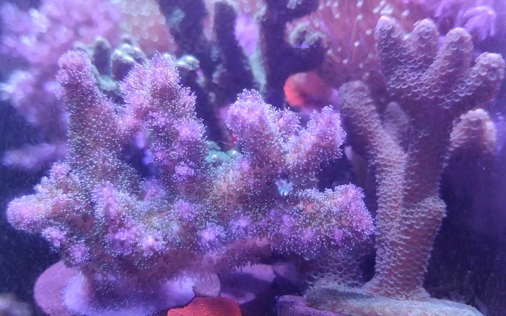 【海缸】光纤图钉sps硬骨珊瑚_哔哩哔哩_bilibili