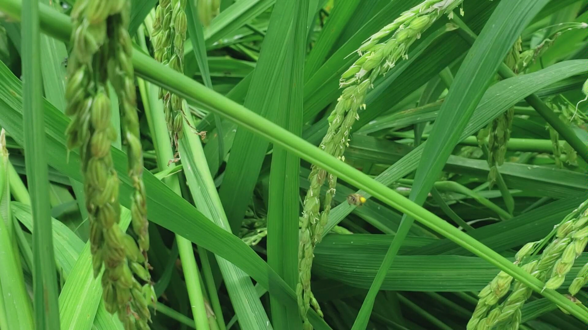 蜜蜂对水稻进行授粉