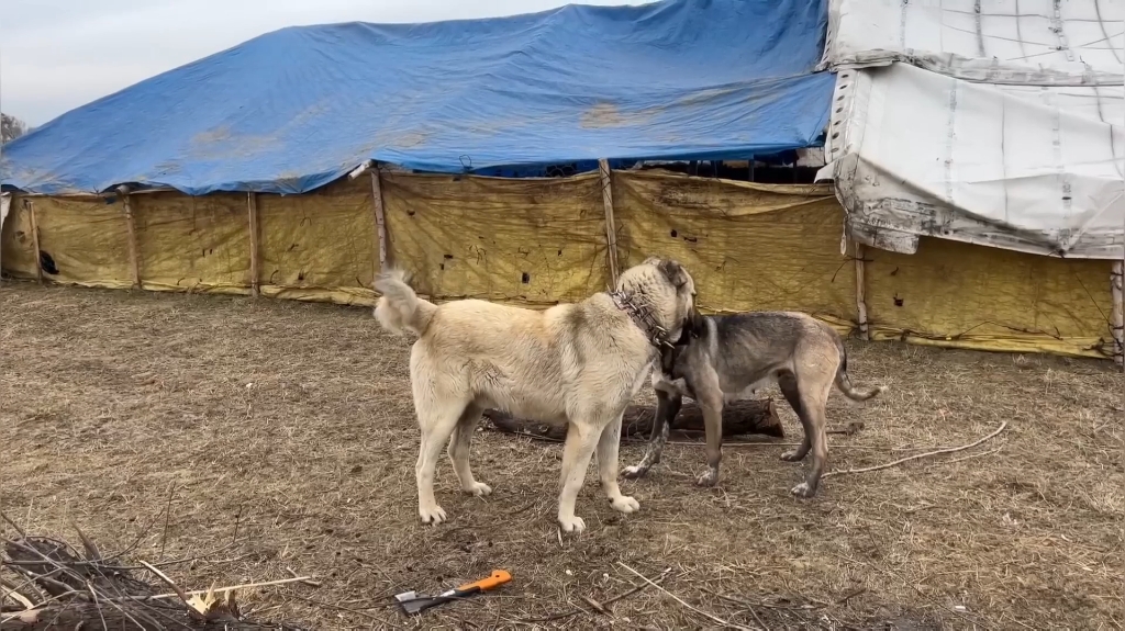 土耳其坎高犬图片大全图片