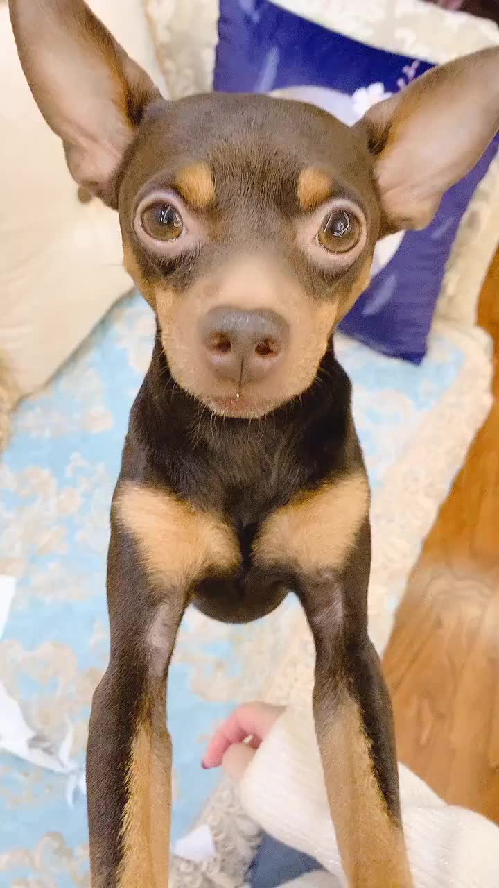 啵啵乐犯错了,接下来它的做法令人出乎意料,狗狗成精了