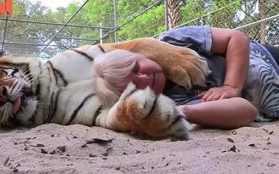 老虎抱着人睡觉,我被老虎包养了!