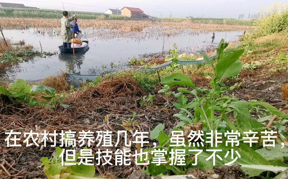 想小龙虾苗繁育生长得快,春季早期河塘肥水得抓紧,虾农的一天哔哩哔哩bilibili