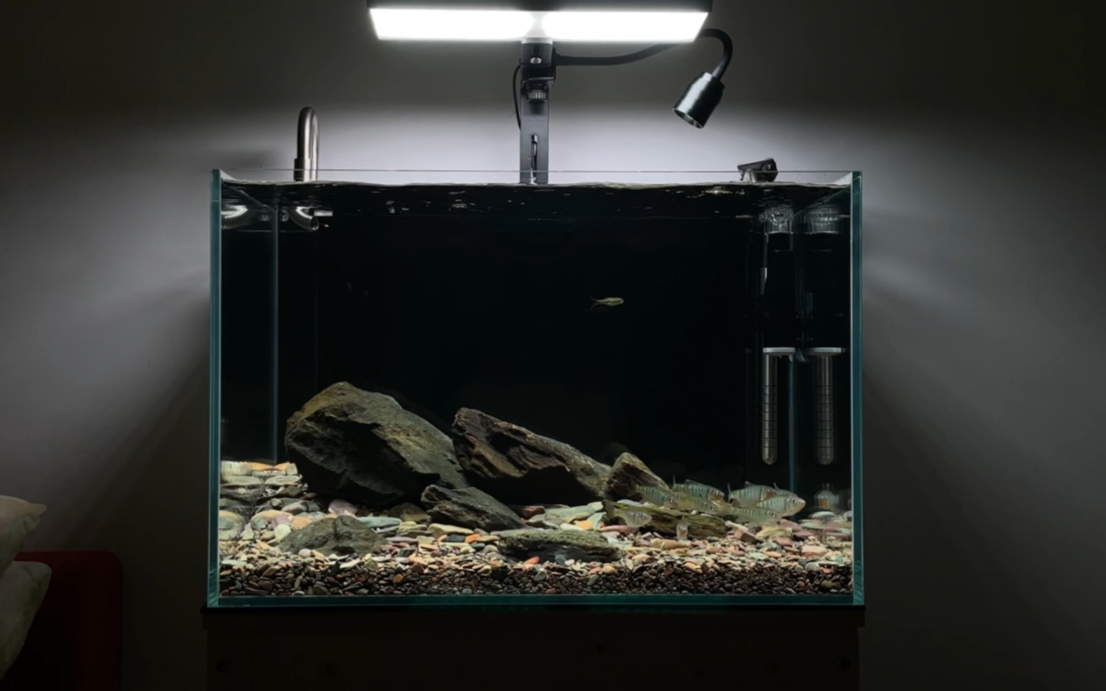 60原生溪流缸(放鱼篇)