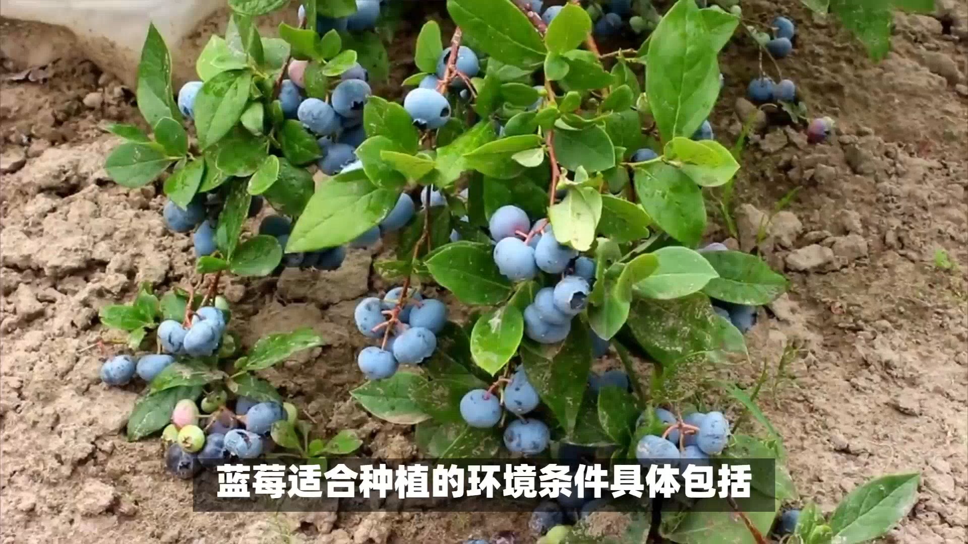 蓝莓适合在什么地方种植,能在北方地区种植吗?哔哩哔哩bilibili