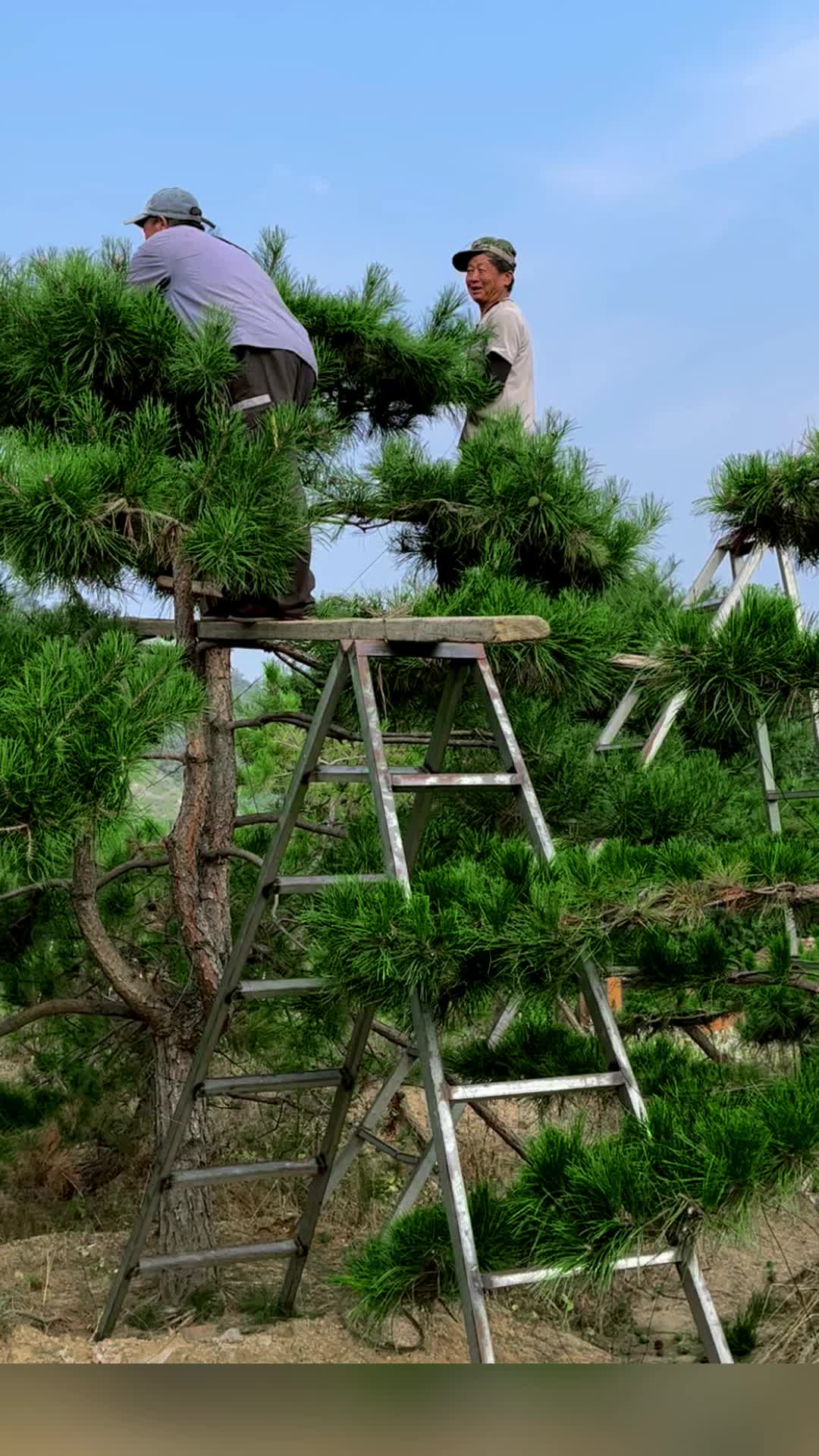 造型松,造型黑松,造型油松,景观松适合,公园,小区,别墅,四合院等景观