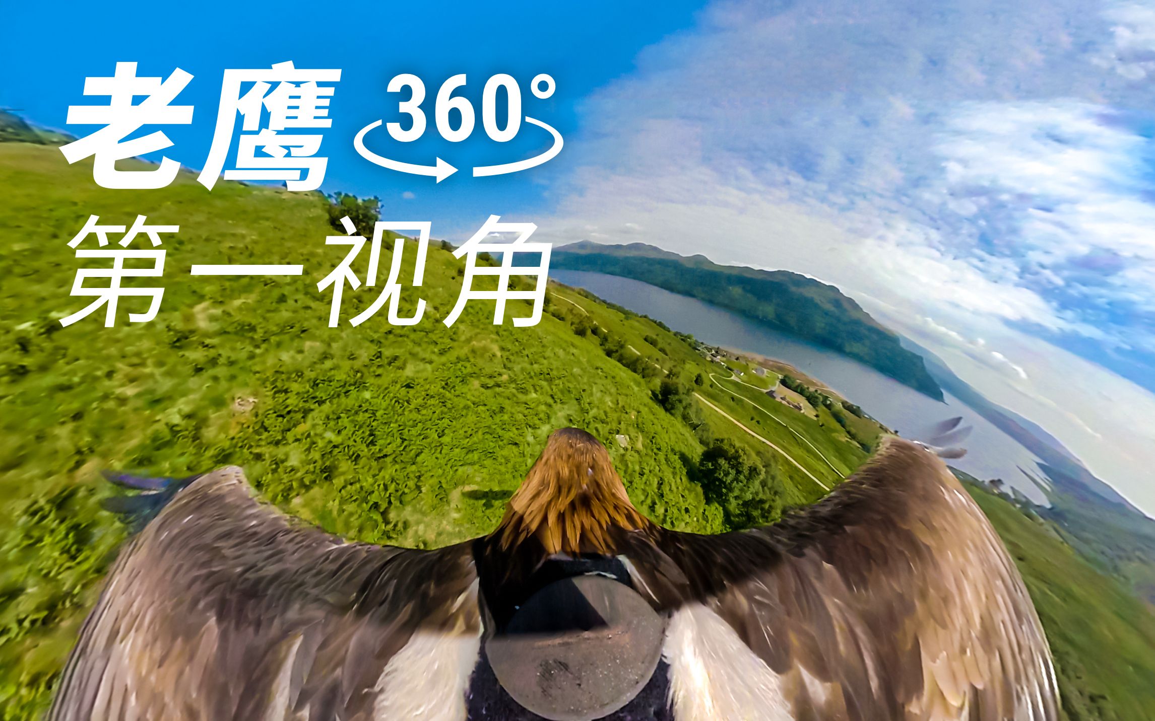 【全景视频】老鹰第一视角!360Ⱖ„Ÿ受飞跃草原的震撼!(PC端观看)哔哩哔哩bilibili