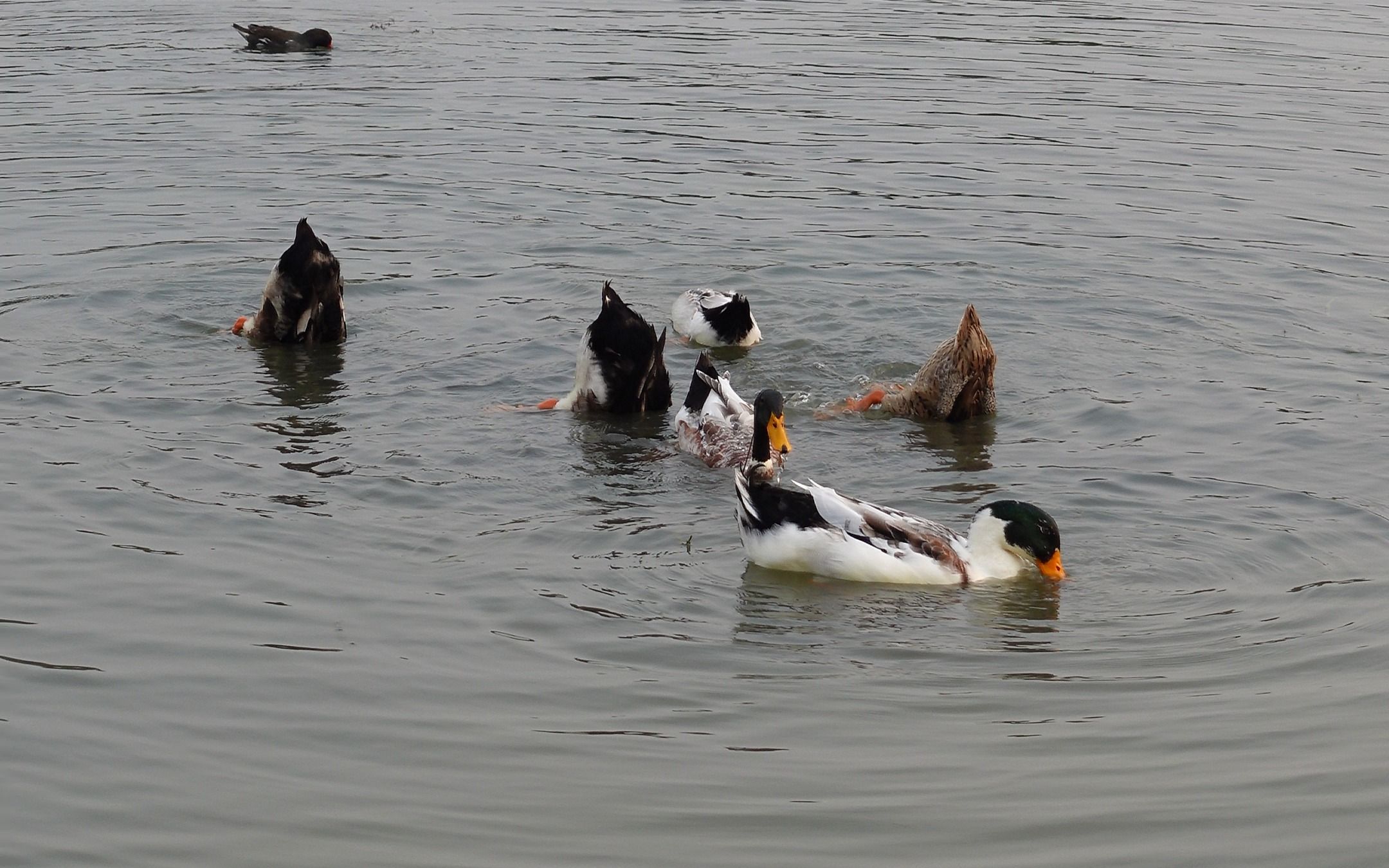 鸭子吃食 武汉园博园23年秋