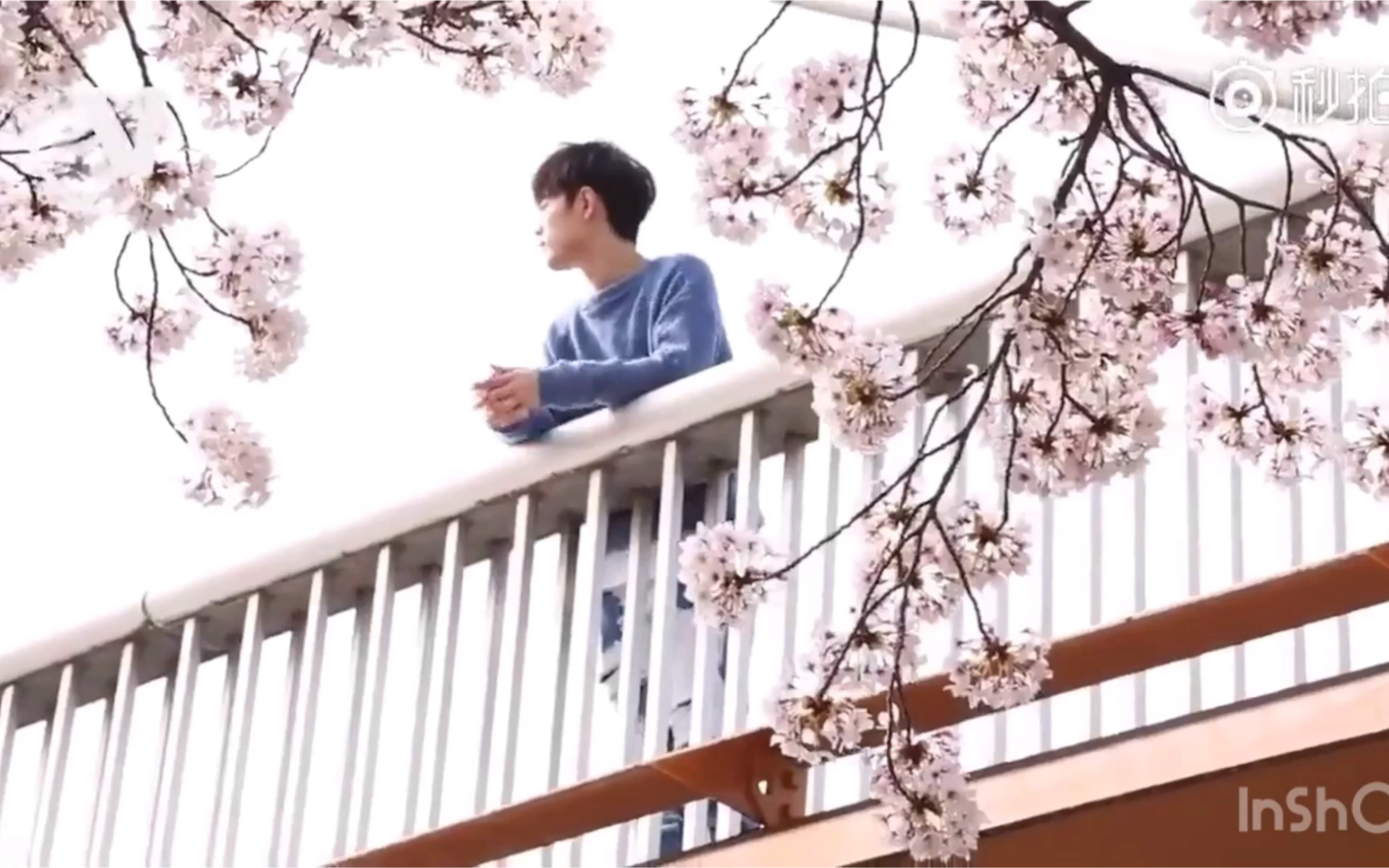 肖战:樱花树下的少年