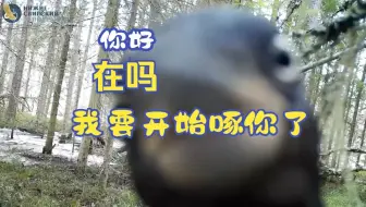 【俄罗斯卫星通讯社】相机杀手啄师傅开始工作