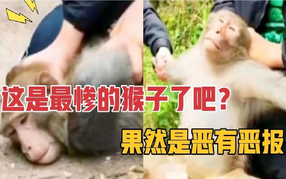 [图]网红暴猴被群猴排挤，果然是恶有恶报，这下后悔了吧？