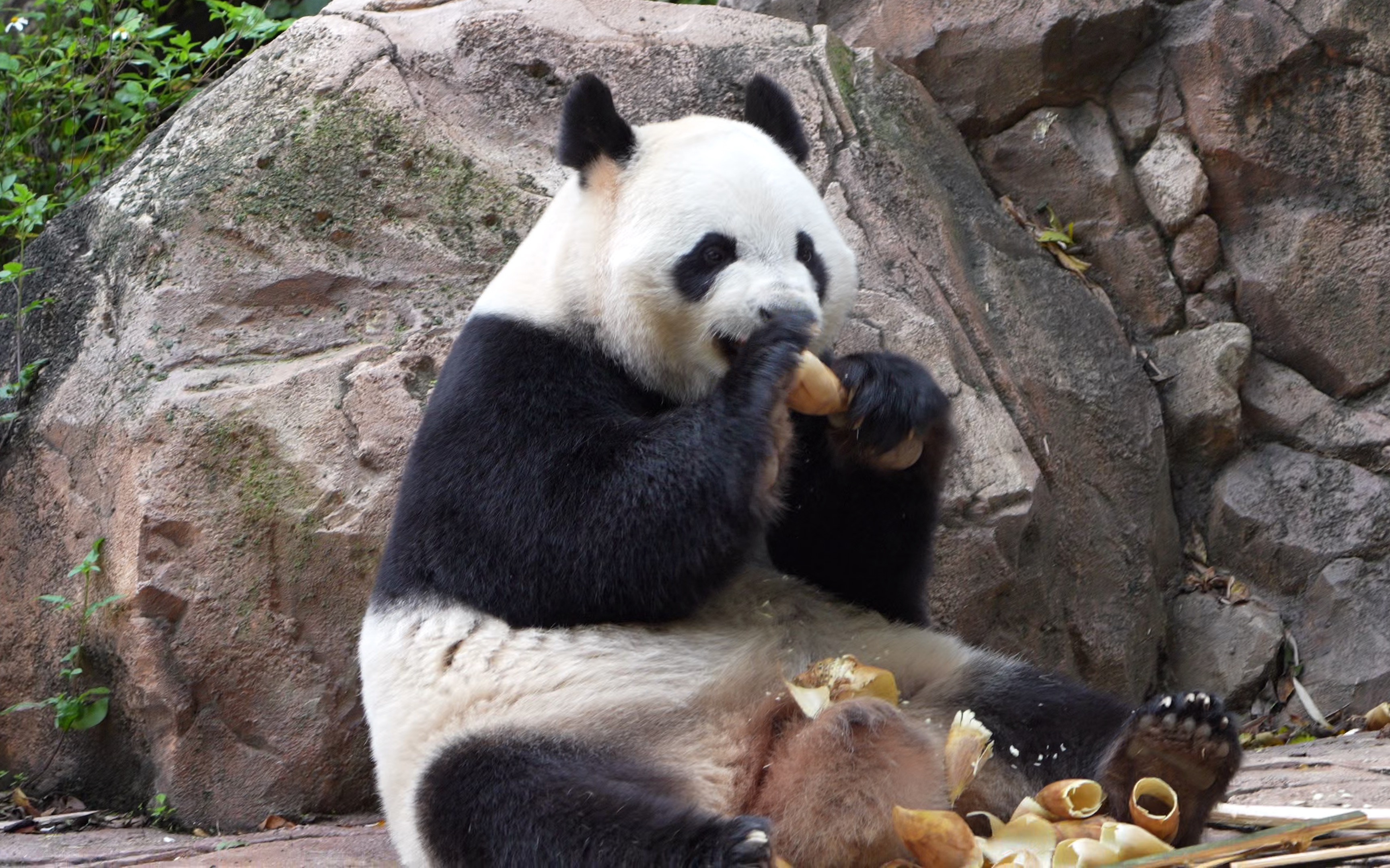 廣州長隆野生動物園-熊貓萌萌吃竹筍