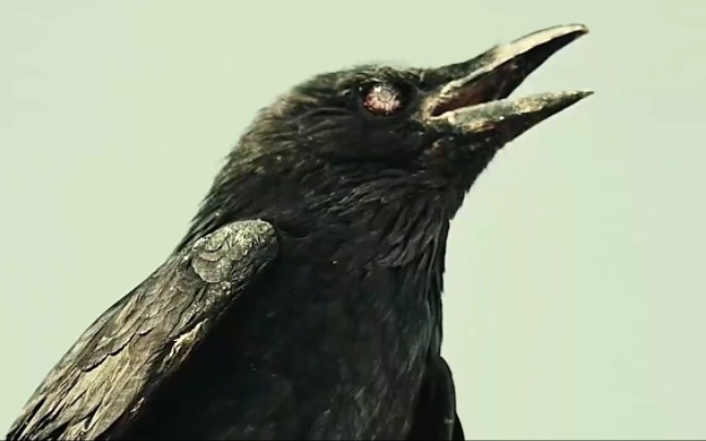 视频去哪了呢?_哔哩哔哩_bilibili