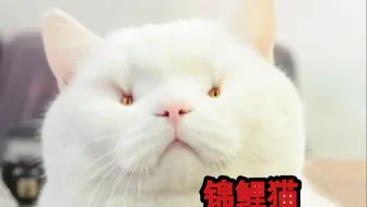 我怀疑我家猫是只锦鲤猫