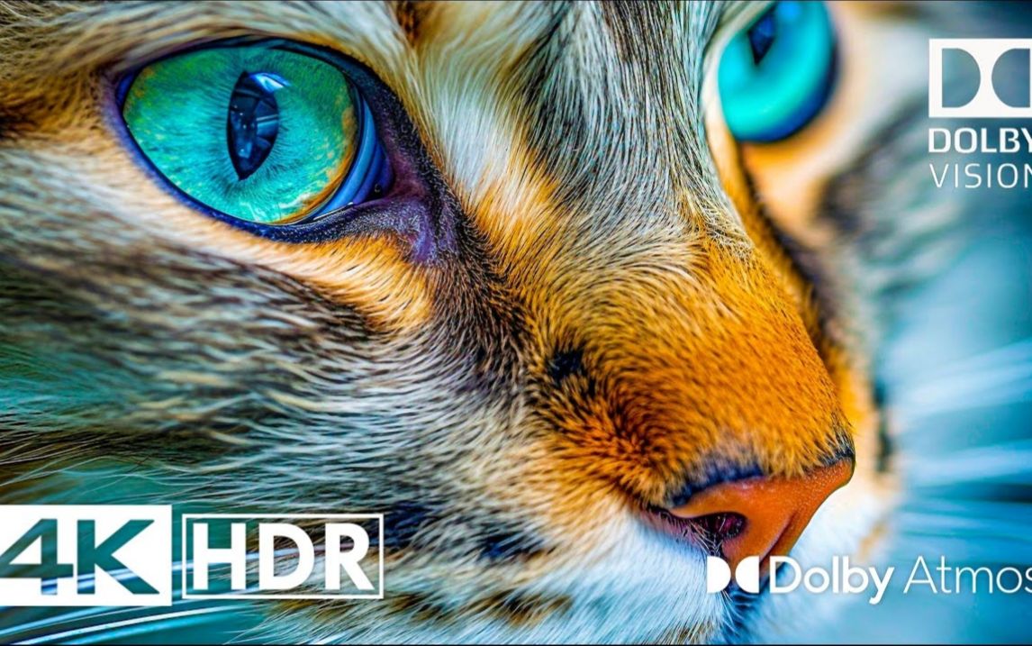 [图]特别 4K HDR 240 FPS 杜比视界演示