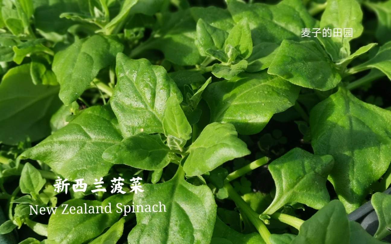 马尼拉菠菜推广 B站