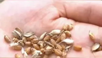 河南连续阴雨天气导致小麦发芽发霉