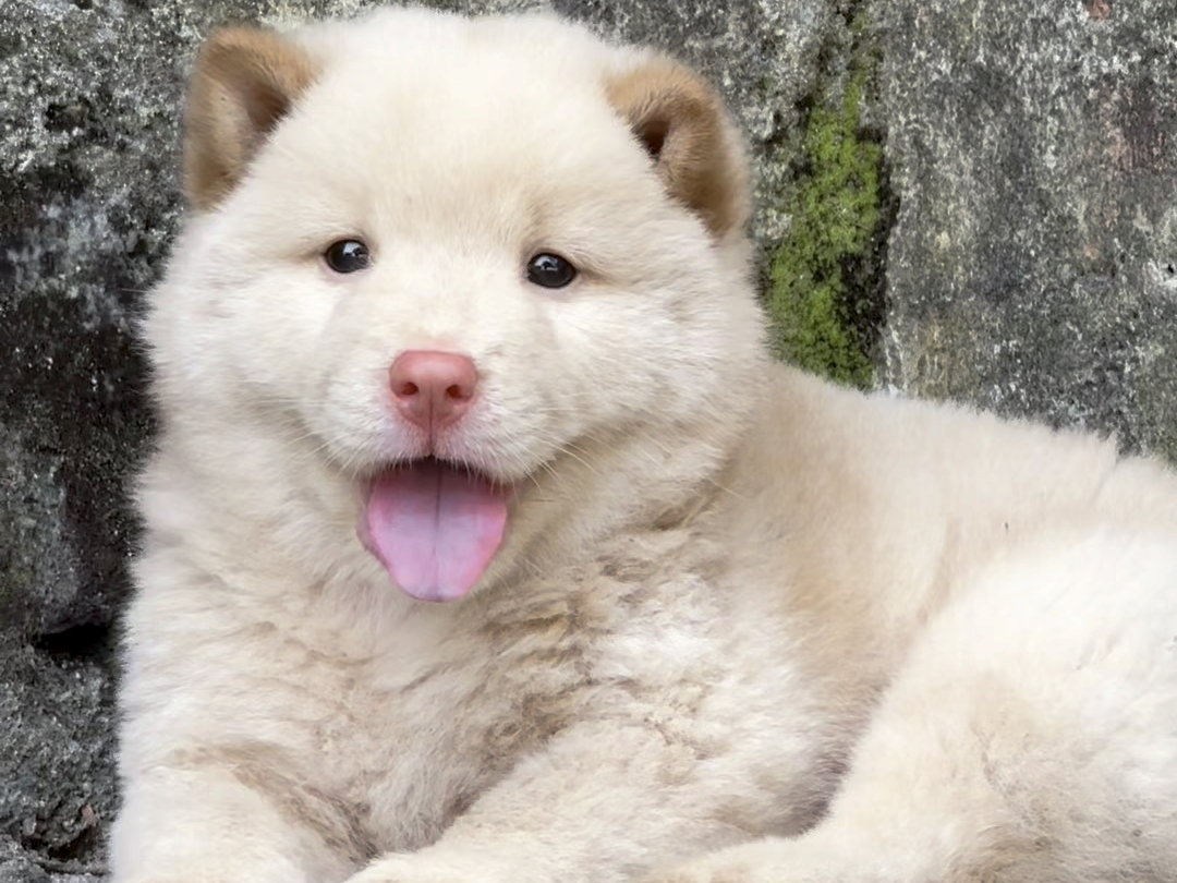 中华田园犬之白土松