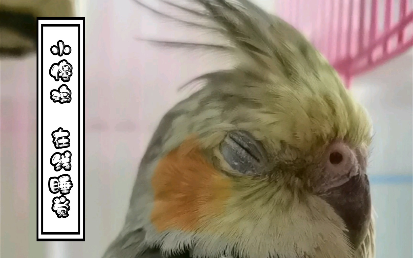 活动作品玄凤鹦鹉小傻鸡在线睡觉