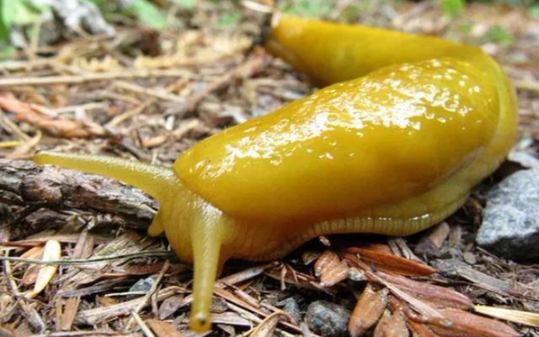 香蕉蛞蝓_哔哩哔哩 (゜-゜)つロ 干杯~-bilibili