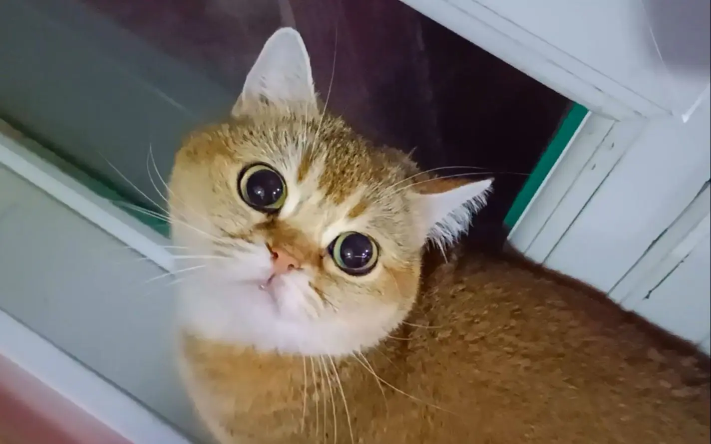 豪横母女猫一出现 金渐层一家四口就吓得躲到一边 这也太怂了 哔哩哔哩 Bilibili