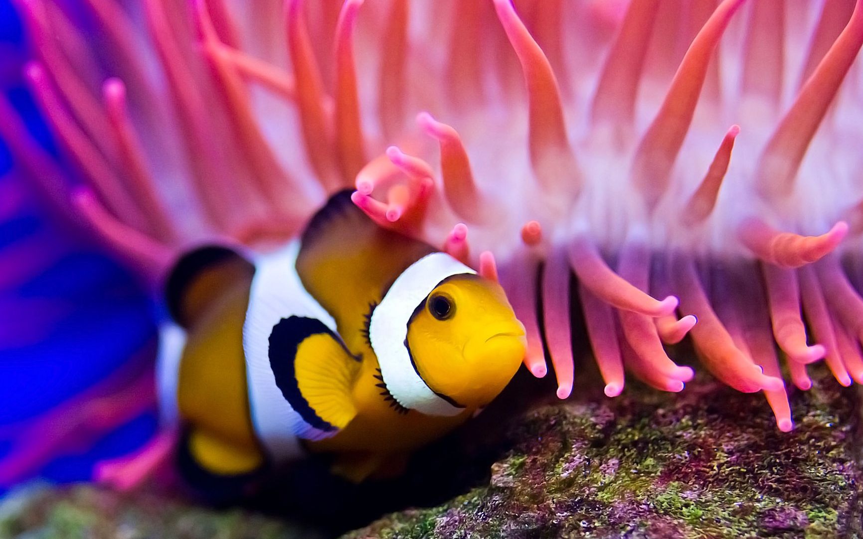 你还是记忆中的尼莫吗 可以变性的小丑鱼_哔哩哔哩 (゜-゜)つロ 干杯