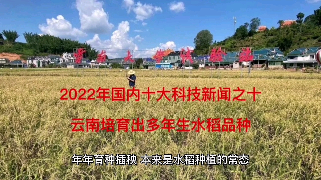 2022年国内十大科技新闻之十,云南培育出多年生水稻品种.哔哩哔哩bilibili