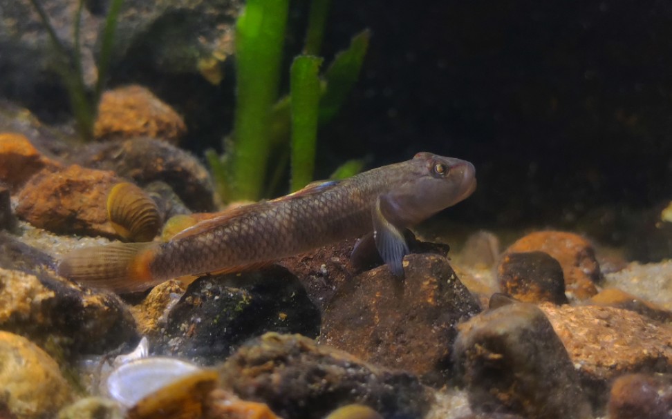 馬口魚,原生缸裡的小世界,一個魚缸n個造景.