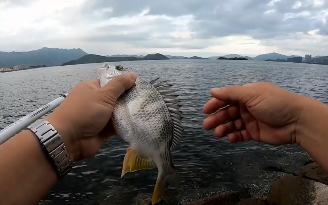 矶竿南极虾钓立鱼,漂亮的黑鲷黄脚,钓鱼人收获不错哦!哔哩哔哩bilibili