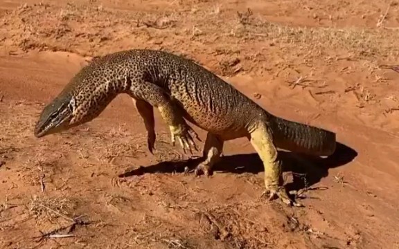 【黄点砂巨蜥】"我警告你,不要过来啊!