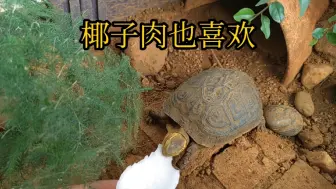 Video herunterladen: 黄缘：能吃的就行……椰子肉