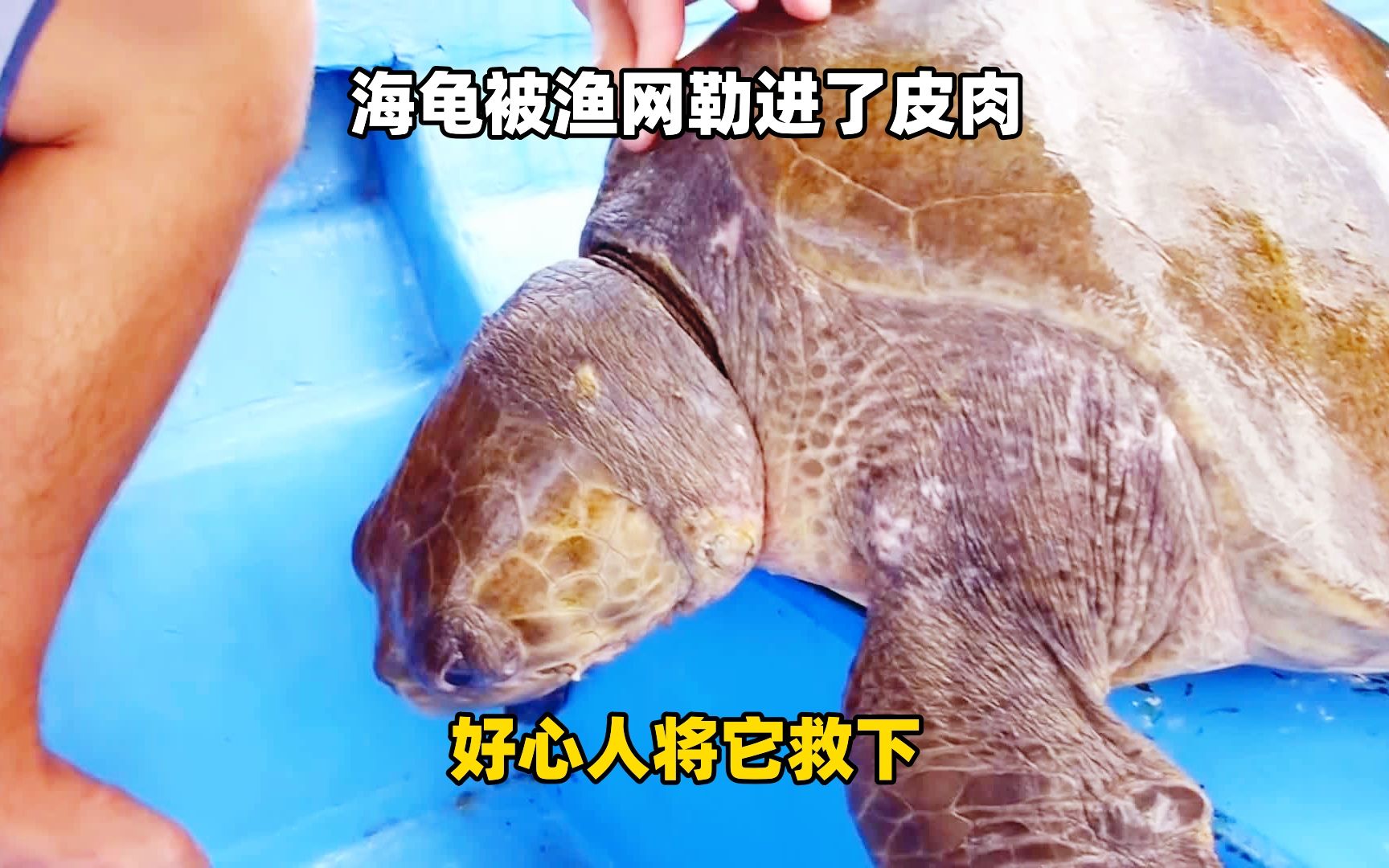 海龟被渔网勒进了皮肉,好心人将它救下,它真的是福大命大