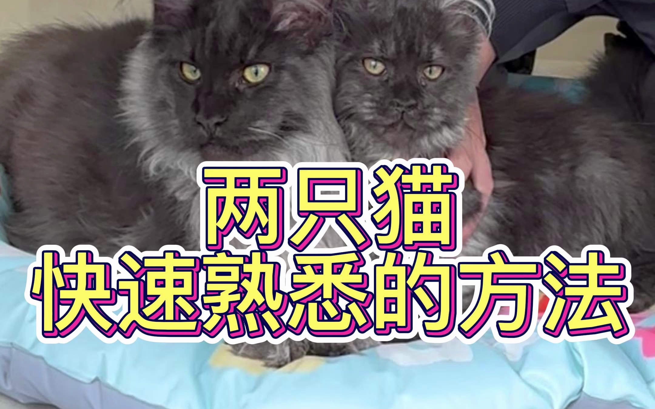 两只猫快速熟悉的方法