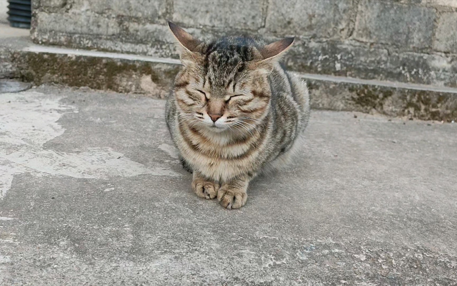 [图]小奶猫46天，喵喵喵喵喵喵喵喵喵喵喵喵喵喵喵喵喵喵