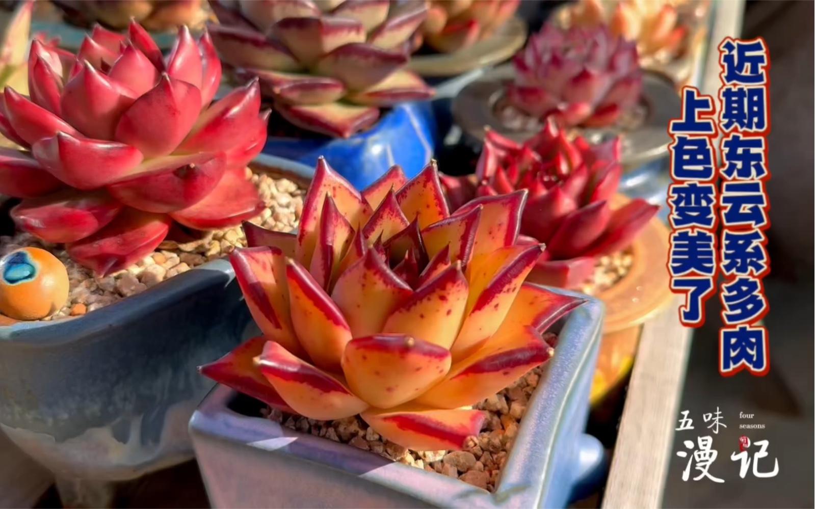 近期东云系多肉上色更美了,红老虎,阿姆斯壮…不少品种长了花剑