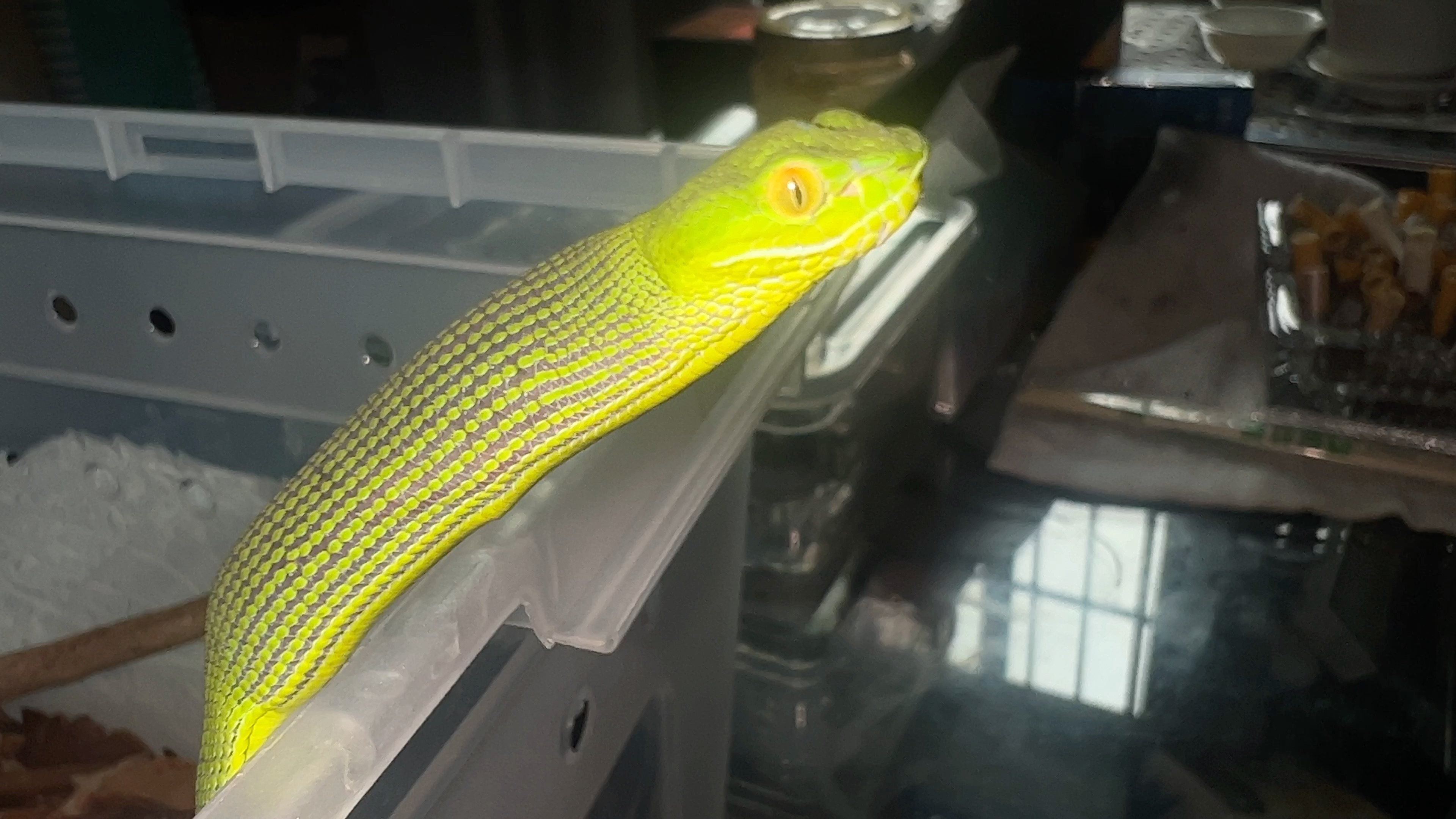 福建竹叶青毒蛇新手勿玩这是真憨吃个东西脖子升成这样