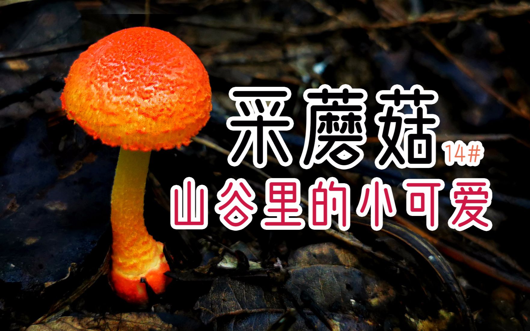 美艳的红托鹅膏有毒,诡异的黑喇叭菌无毒,蘑菇的世界你了解多少?