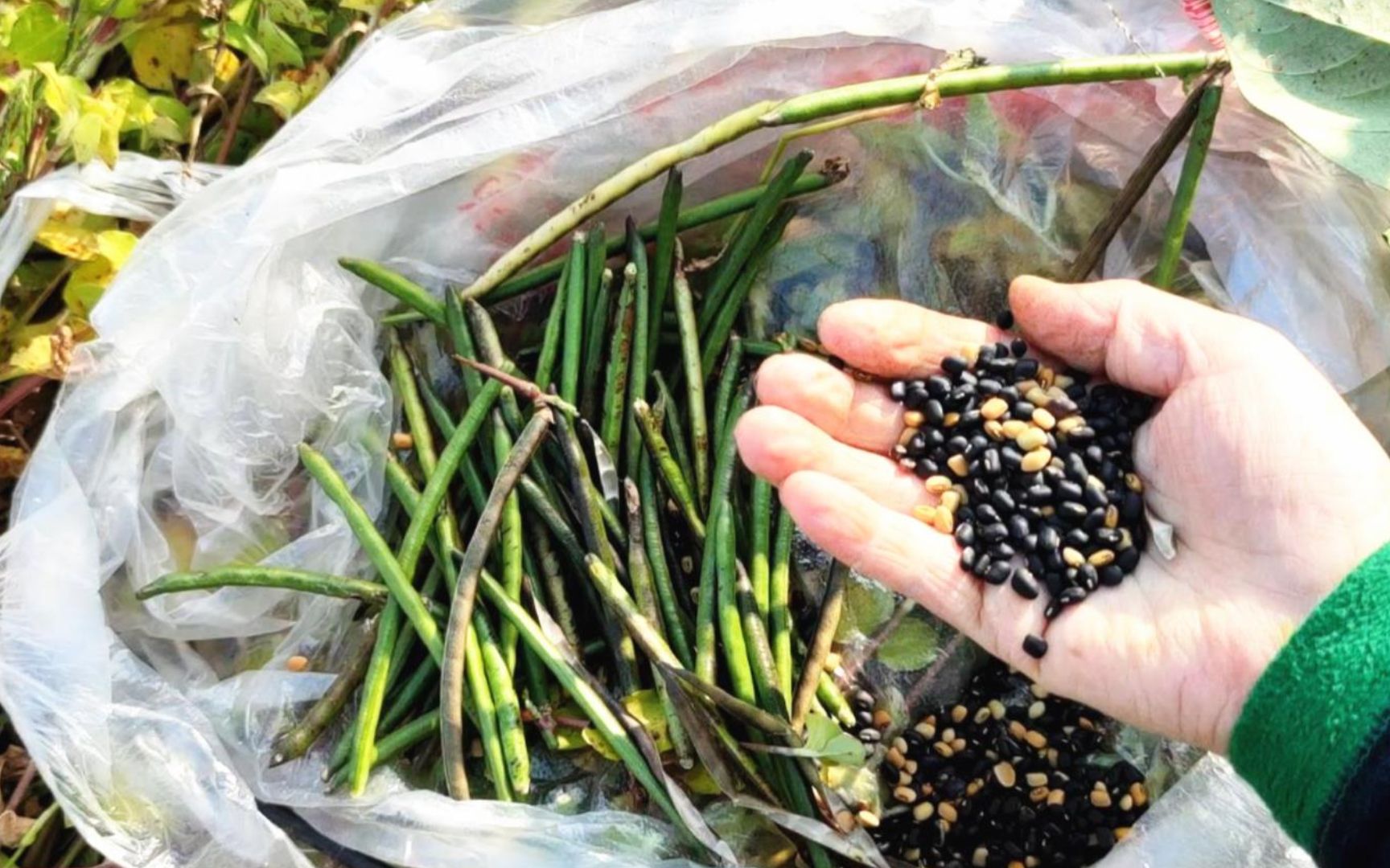 老太野外"寻宝",发现大片野生绿豆,一次摘了30斤,收获满满