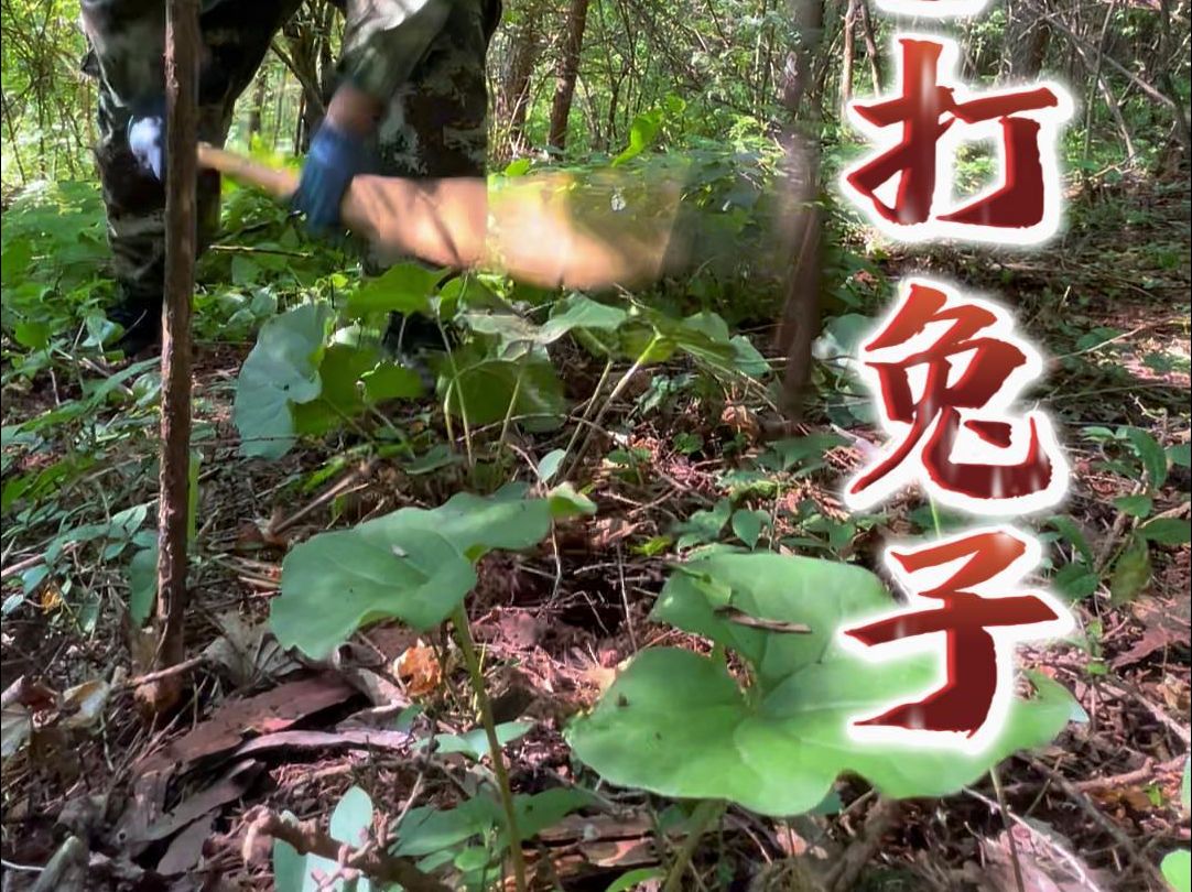 原本进山就是为了挖细参,没想到搂草打兔子,意外挖到了不少党参,这真